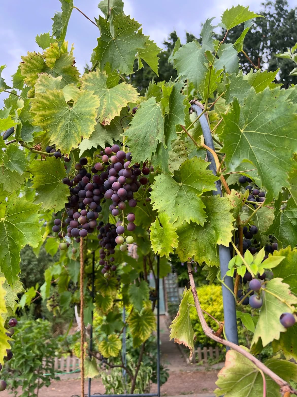 Kebun anggur segar dataran tinggi Cipanas