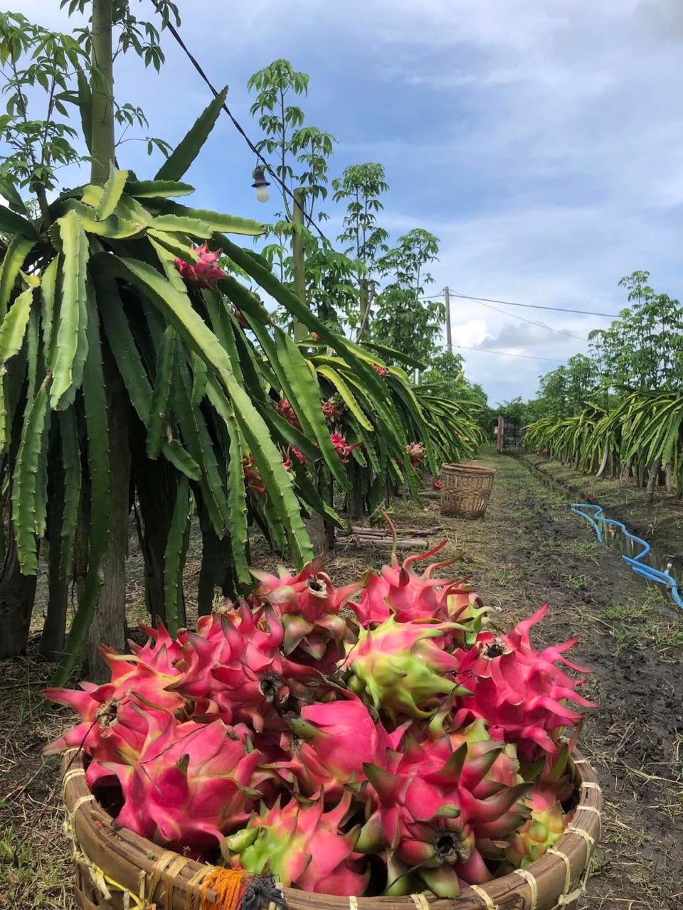 Kebun buah naga segar siap panen
