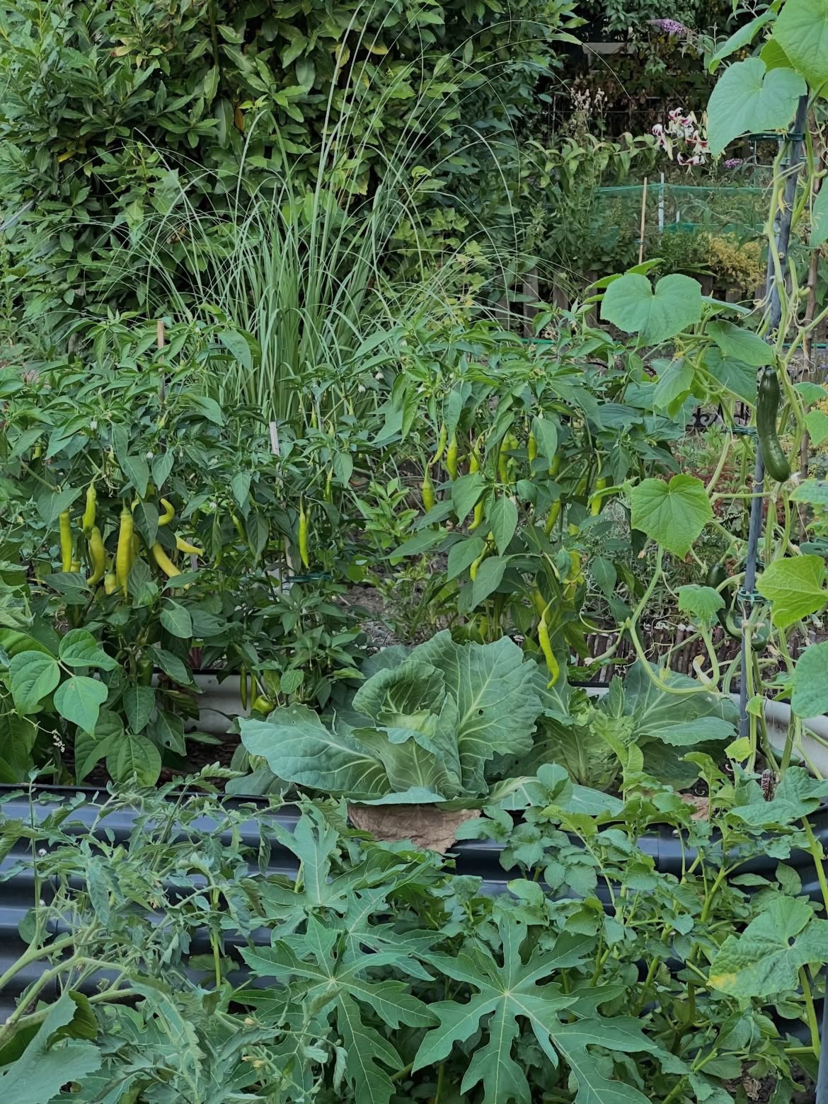 Lahan kebun tanaman cabai hijau dan kubis segar di Cipanas