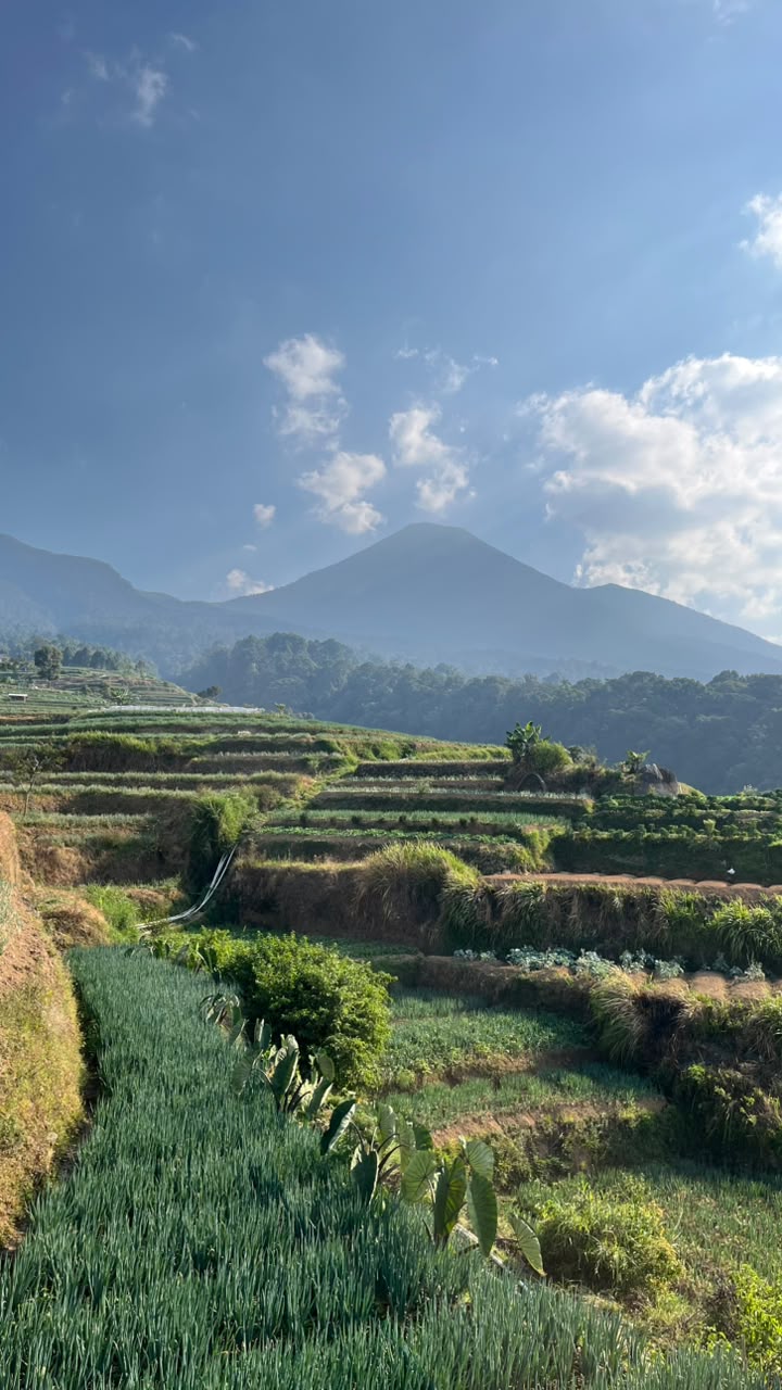 Lahan pertanian terasering dengan pemandangan gunung di Cianjur