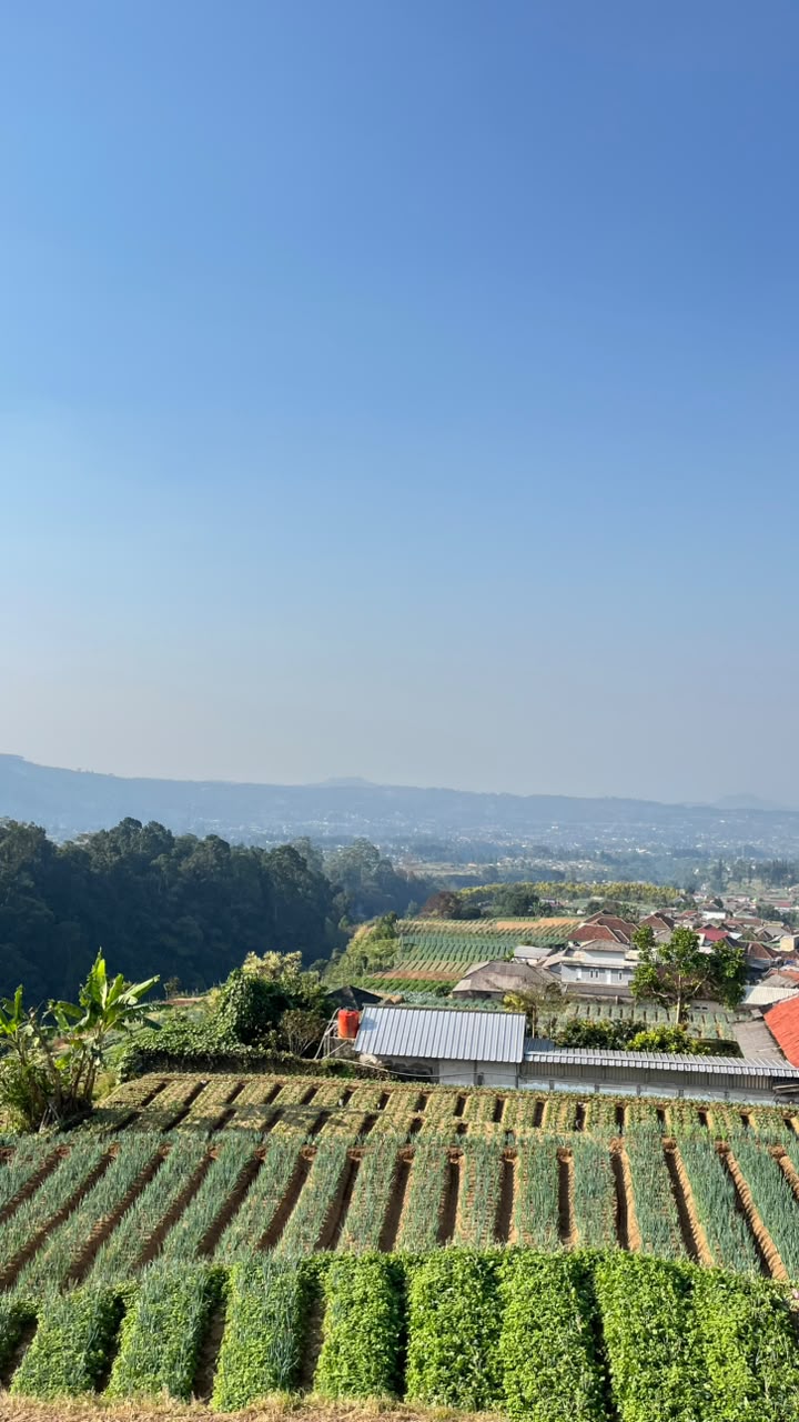 Perkebunan sayuran segar di Cipanas Cianjur