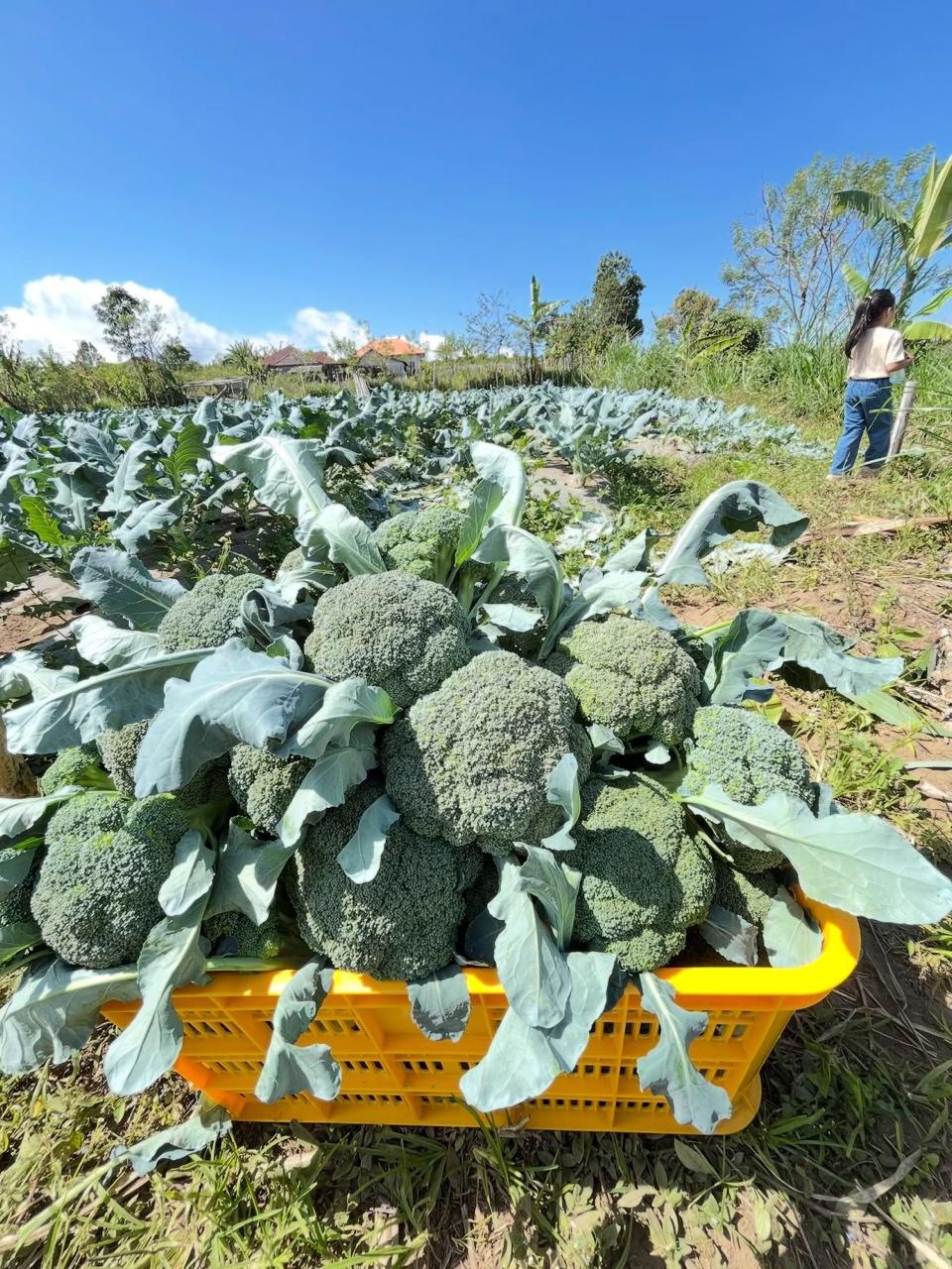Panen brokoli segar langsung dari lahan pertanian