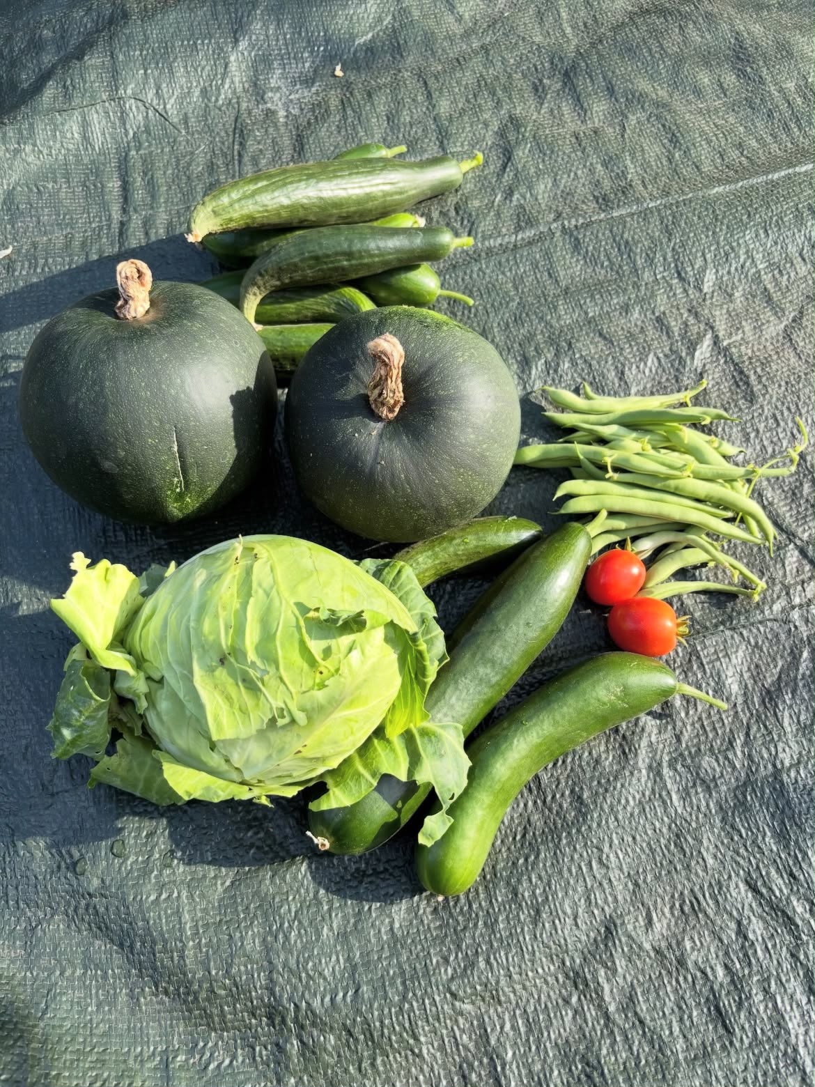 Hasil panen komoditas segar Kabocha, Kyuri, Buncis, dan Kubis di Cipanas
